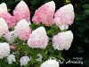 Hortenzija šluotelinė ,Living Pink & Rose' (lot. Hydrangea paniculata)